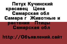 Петух Кучинский красавец › Цена ­ 500 - Самарская обл., Самара г. Животные и растения » Птицы   . Самарская обл.